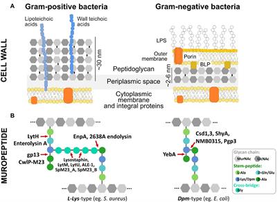 One fold, many functions—M23 family of peptidoglycan hydrolases